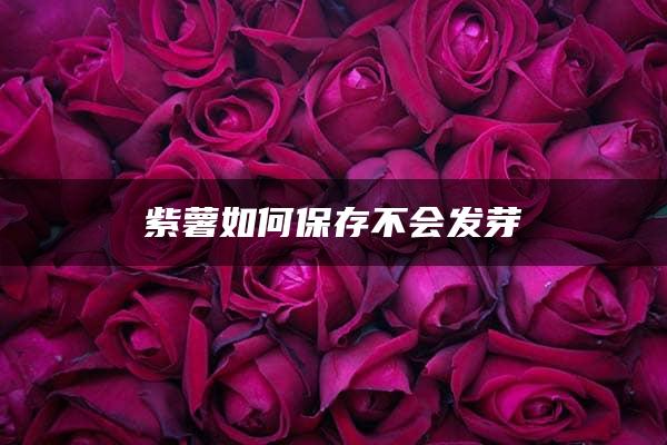 紫薯如何保存不会发芽