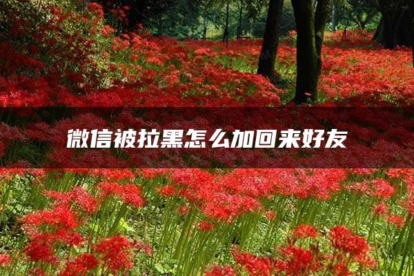 微信被拉黑怎么加回来好友