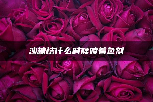 沙糖桔什么时候喷着色剂