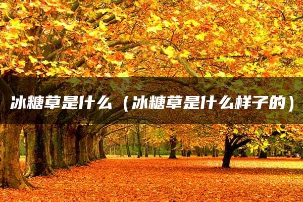 冰糖草是什么（冰糖草是什么样子的）