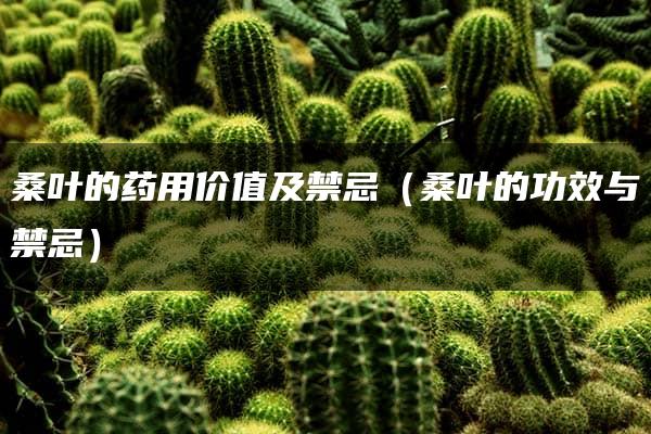 桑叶的药用价值及禁忌（桑叶的功效与禁忌）