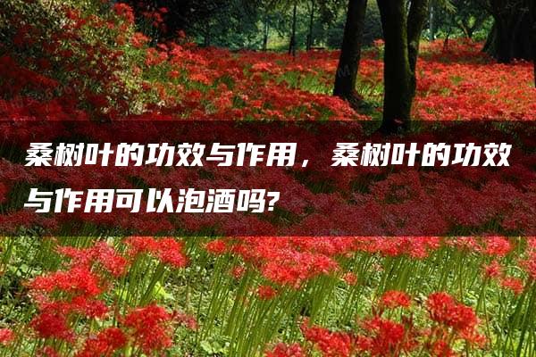 桑树叶的功效与作用，桑树叶的功效与作用可以泡酒吗?