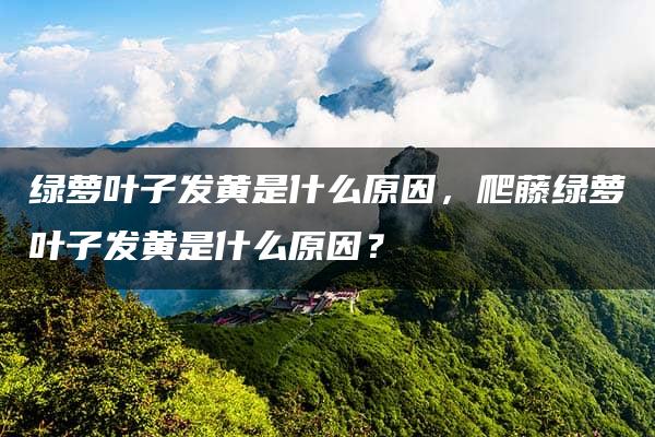 绿萝叶子发黄是什么原因，爬藤绿萝叶子发黄是什么原因？