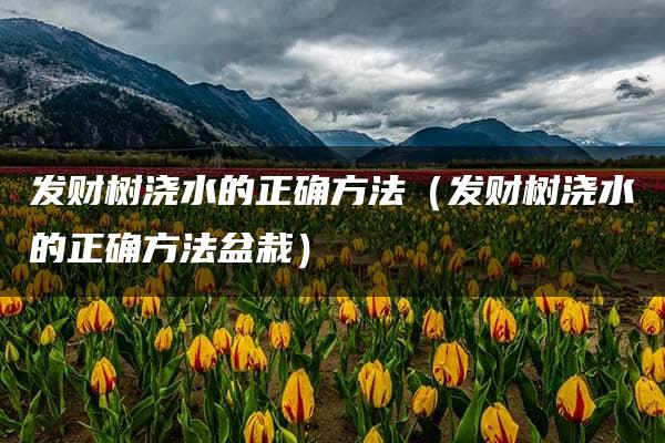 发财树浇水的正确方法（发财树浇水的正确方法盆栽）