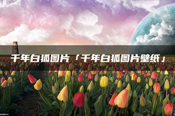 千年白狐图片「千年白狐图片壁纸」