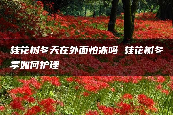 桂花树冬天在外面怕冻吗 桂花树冬季如何护理