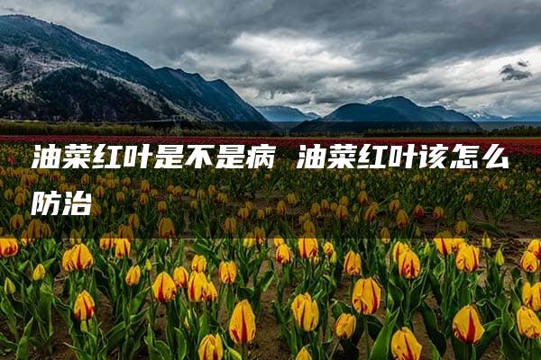 油菜红叶是不是病 油菜红叶该怎么防治