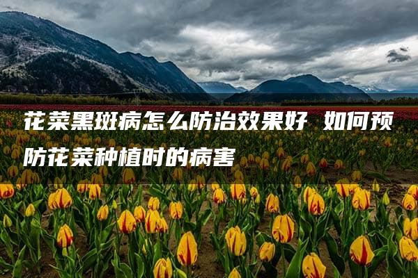 花菜黑斑病怎么防治效果好 如何预防花菜种植时的病害