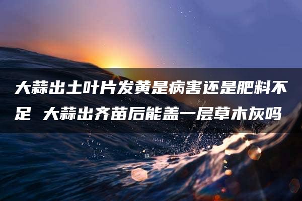 大蒜出土叶片发黄是病害还是肥料不足 大蒜出齐苗后能盖一层草木灰吗