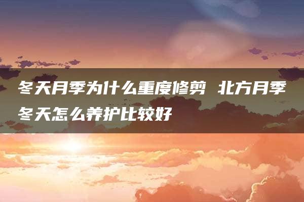 冬天月季为什么重度修剪 北方月季冬天怎么养护比较好