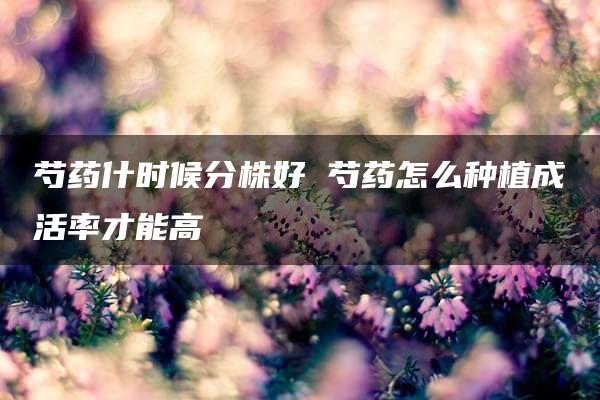 芍药什时候分株好 芍药怎么种植成活率才能高