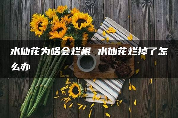 水仙花为啥会烂根 水仙花烂掉了怎么办