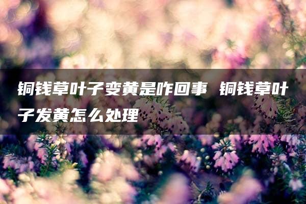 铜钱草叶子变黄是咋回事 铜钱草叶子发黄怎么处理