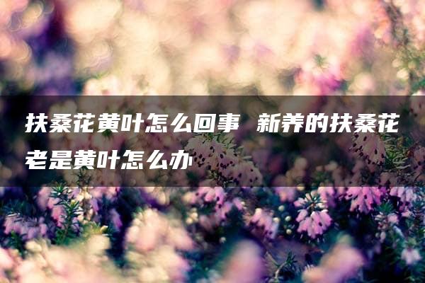 扶桑花黄叶怎么回事 新养的扶桑花老是黄叶怎么办