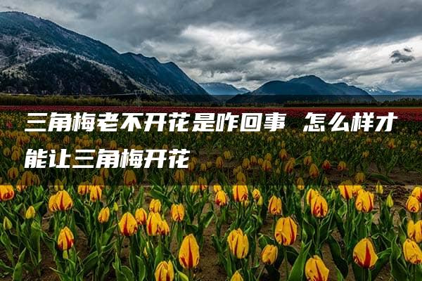 三角梅老不开花是咋回事 怎么样才能让三角梅开花