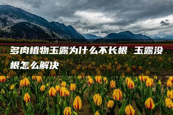 多肉植物玉露为什么不长根 玉露没根怎么解决