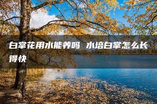 白掌花用水能养吗 水培白掌怎么长得快