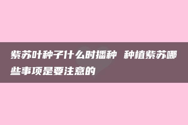 紫苏叶种子什么时播种 种植紫苏哪些事项是要注意的