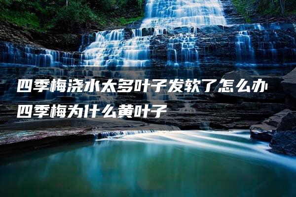 四季梅浇水太多叶子发软了怎么办 四季梅为什么黄叶子