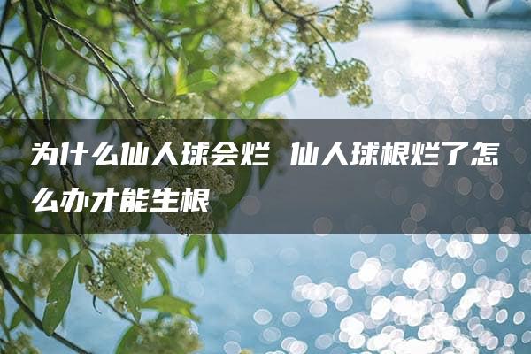 为什么仙人球会烂 仙人球根烂了怎么办才能生根