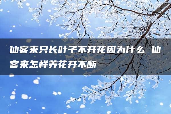 仙客来只长叶子不开花因为什么 仙客来怎样养花开不断