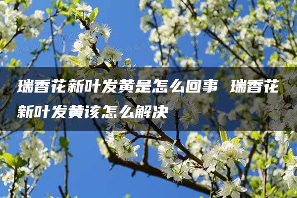 瑞香花新叶发黄是怎么回事 瑞香花新叶发黄该怎么解决