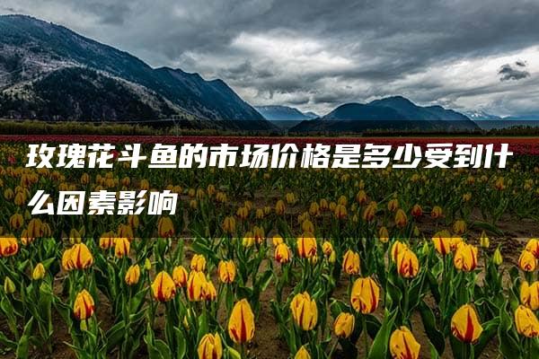 玫瑰花斗鱼的市场价格是多少受到什么因素影响