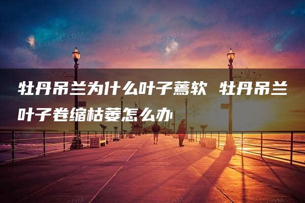 牡丹吊兰为什么叶子蔫软 牡丹吊兰叶子卷缩枯萎怎么办