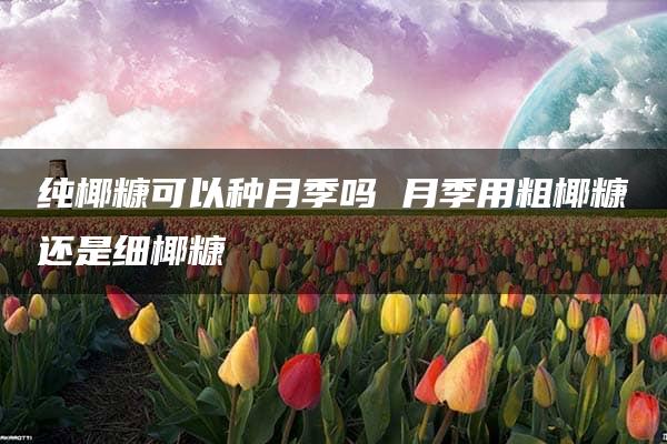 纯椰糠可以种月季吗 月季用粗椰糠还是细椰糠