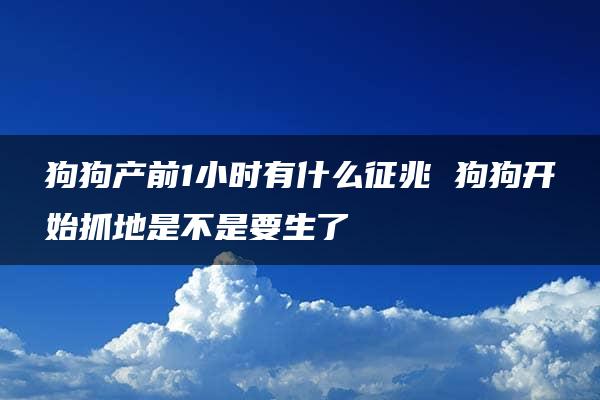 狗狗产前1小时有什么征兆 狗狗开始抓地是不是要生了