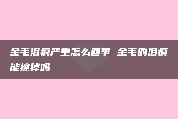 金毛泪痕严重怎么回事 金毛的泪痕能擦掉吗