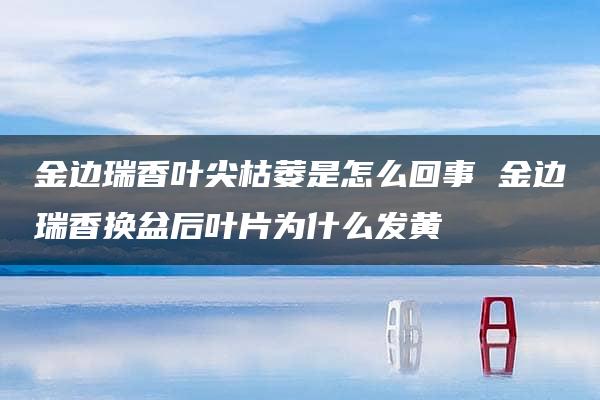 金边瑞香叶尖枯萎是怎么回事 金边瑞香换盆后叶片为什么发黄