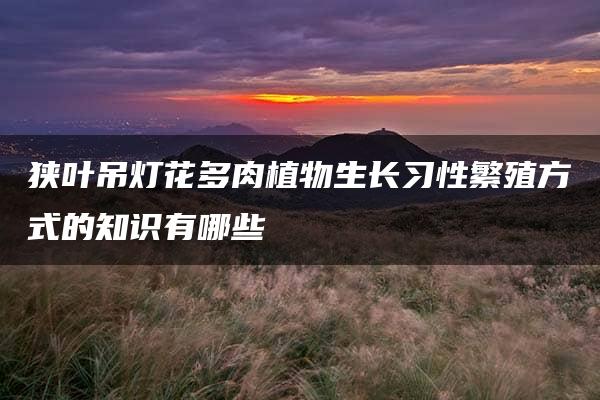 狭叶吊灯花多肉植物生长习性繁殖方式的知识有哪些