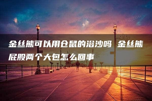 金丝熊可以用仓鼠的浴沙吗 金丝熊屁股两个大包怎么回事