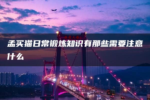 孟买猫日常锻炼知识有那些需要注意什么