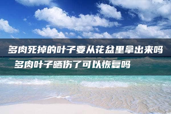 多肉死掉的叶子要从花盆里拿出来吗 多肉叶子晒伤了可以恢复吗