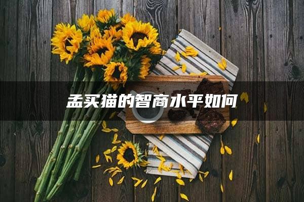 孟买猫的智商水平如何