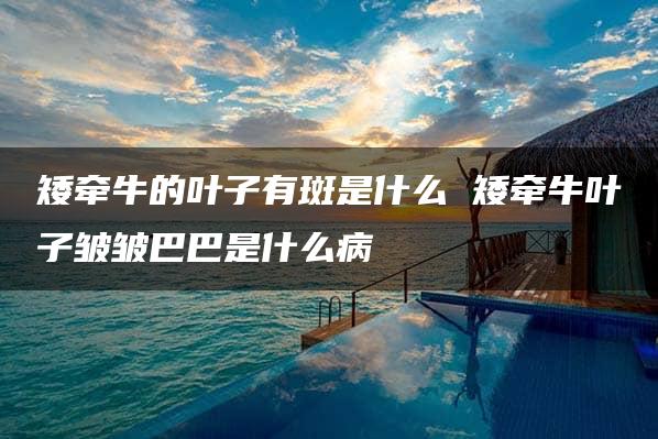 矮牵牛的叶子有斑是什么 矮牵牛叶子皱皱巴巴是什么病