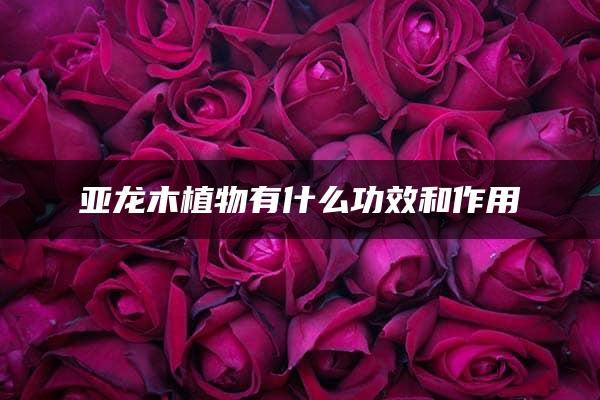 亚龙木植物有什么功效和作用