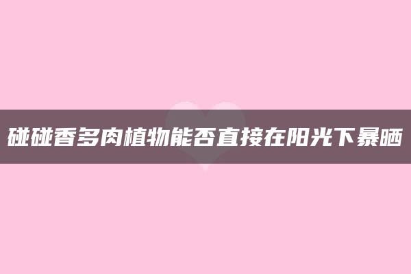 碰碰香多肉植物能否直接在阳光下暴晒