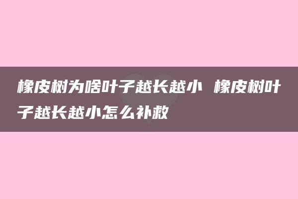 橡皮树为啥叶子越长越小 橡皮树叶子越长越小怎么补救