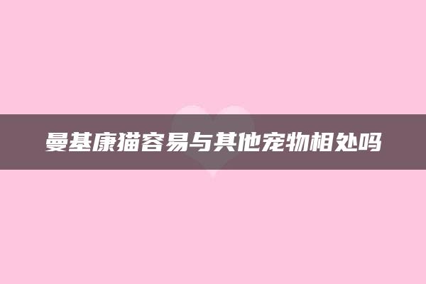 曼基康猫容易与其他宠物相处吗