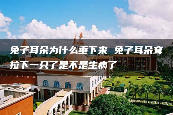 兔子耳朵为什么垂下来 兔子耳朵耷拉下一只了是不是生病了