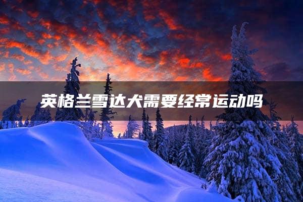 英格兰雪达犬需要经常运动吗