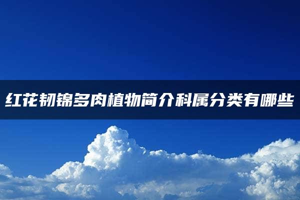 红花韧锦多肉植物简介科属分类有哪些