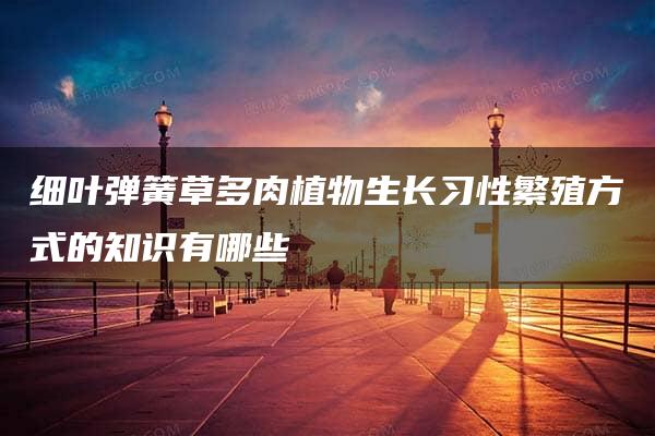 细叶弹簧草多肉植物生长习性繁殖方式的知识有哪些