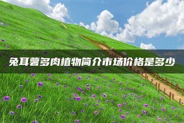 兔耳薯多肉植物简介市场价格是多少