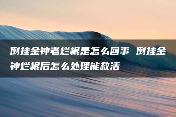 倒挂金钟老烂根是怎么回事 倒挂金钟烂根后怎么处理能救活