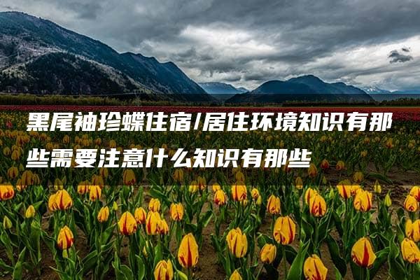 黑尾袖珍蝶住宿/居住环境知识有那些需要注意什么知识有那些