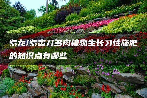 紫龙/紫蛮刀多肉植物生长习性施肥的知识点有哪些